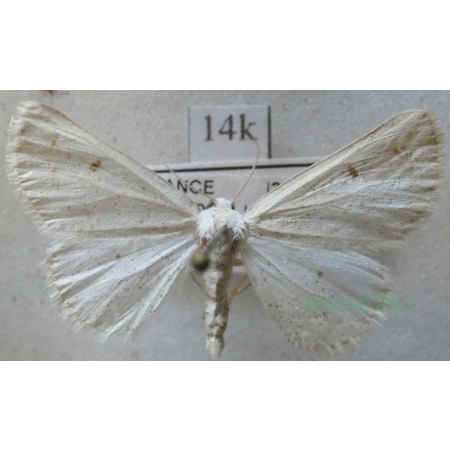 Dyscia raunaria Freyer, 1852 female France19k